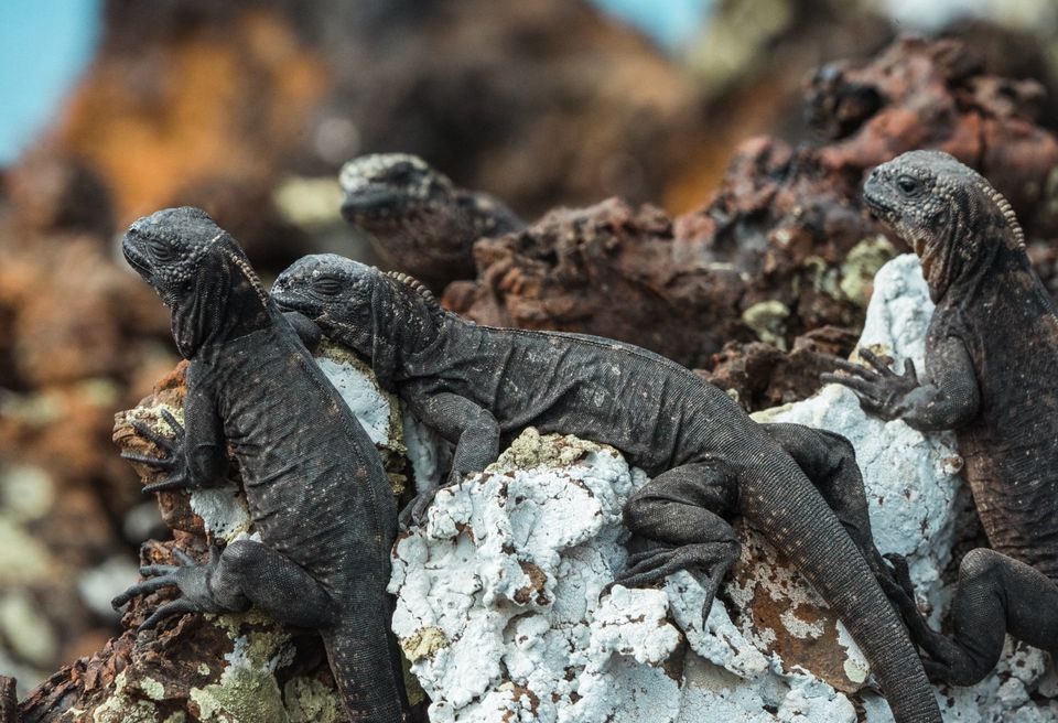How to Have a Tour of the Galapagos Islands on a Budget