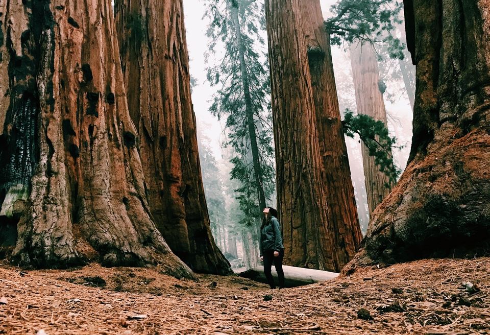 Redwood National Park: Things to Do & Best Time to Visit